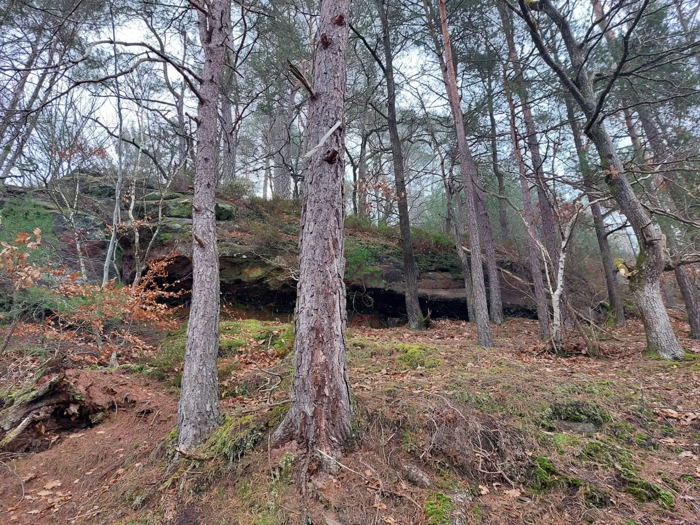 Felsen im Wald