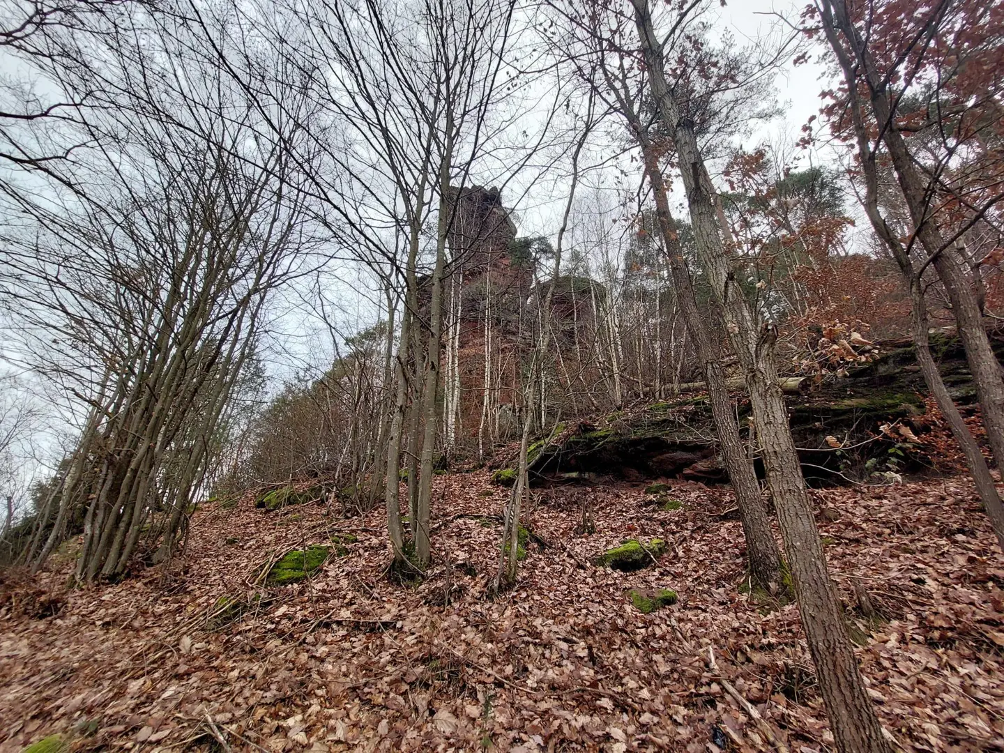 Wald und Felsen