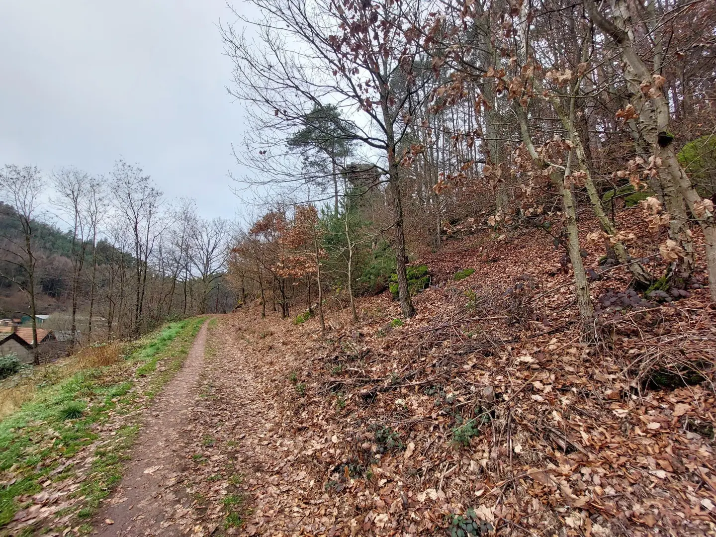 Weg am Waldrand