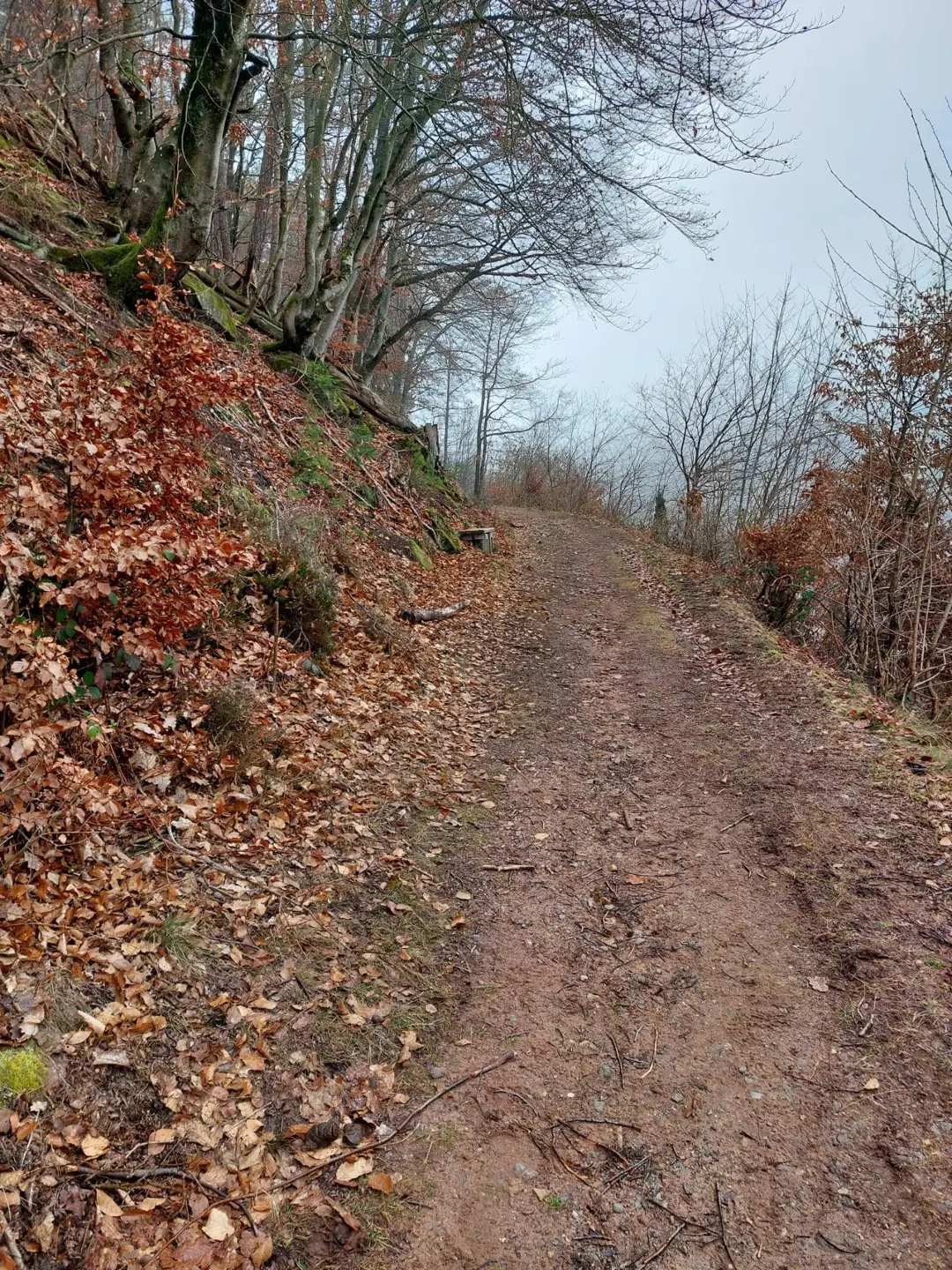 Waldweg