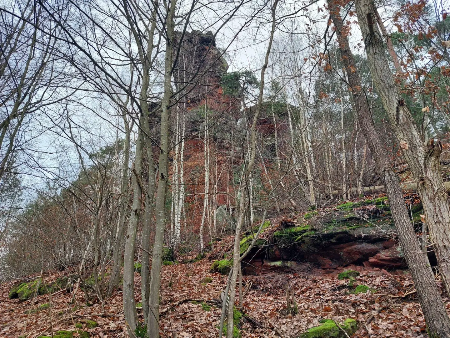 Felsen zwischen den Bäumen