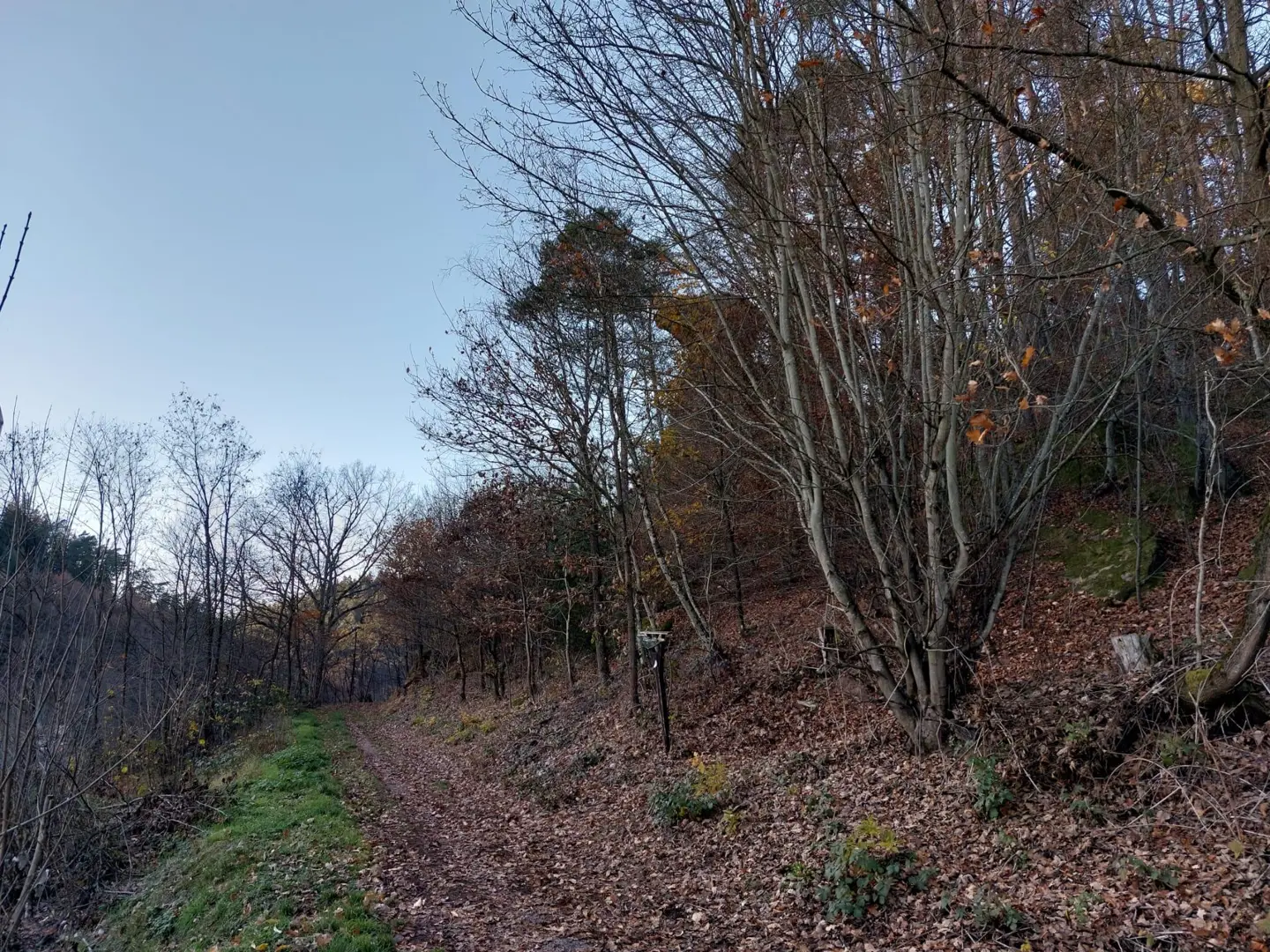Spazierweg im Wald