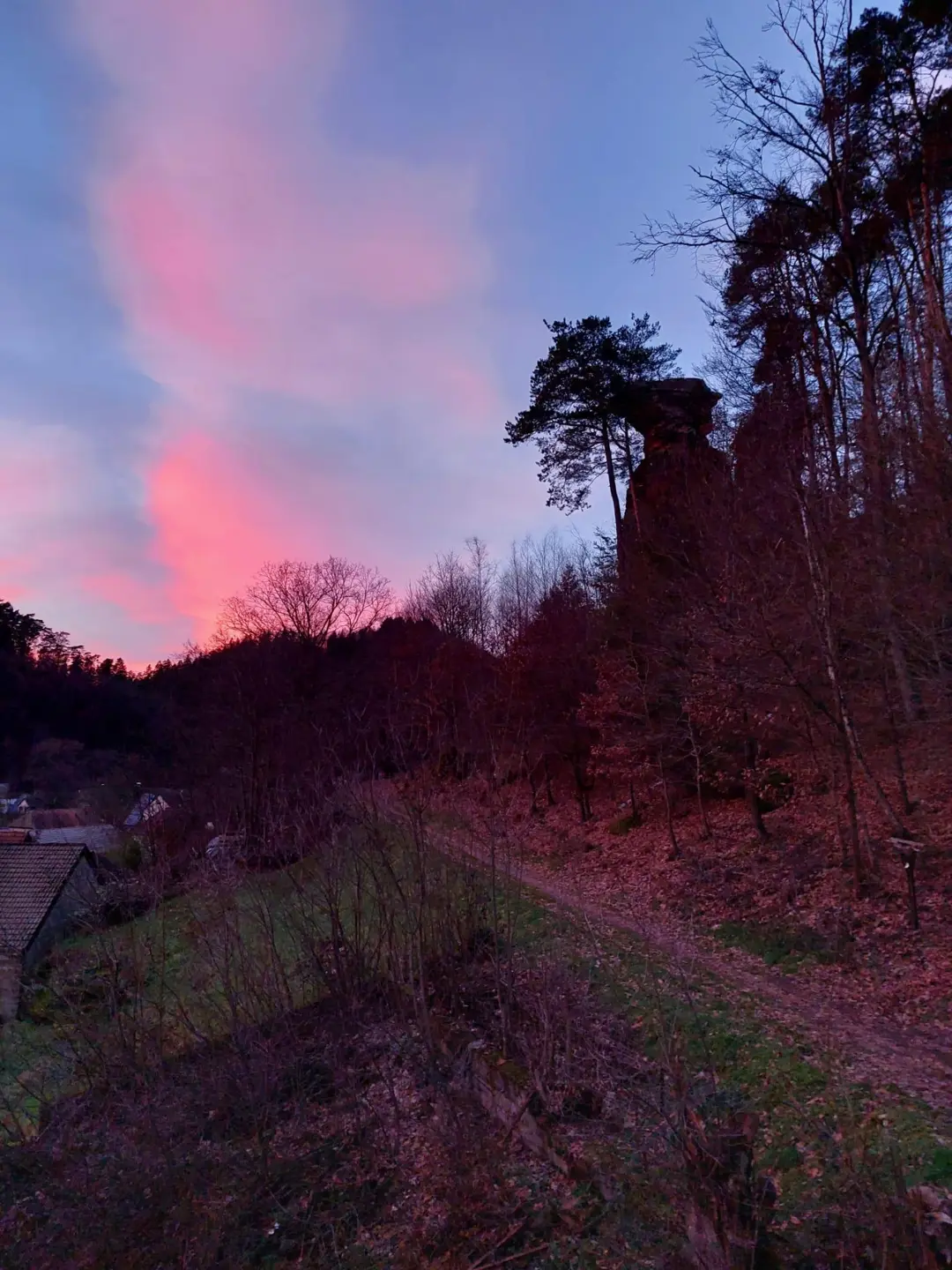 Abendlicht am Waldrand