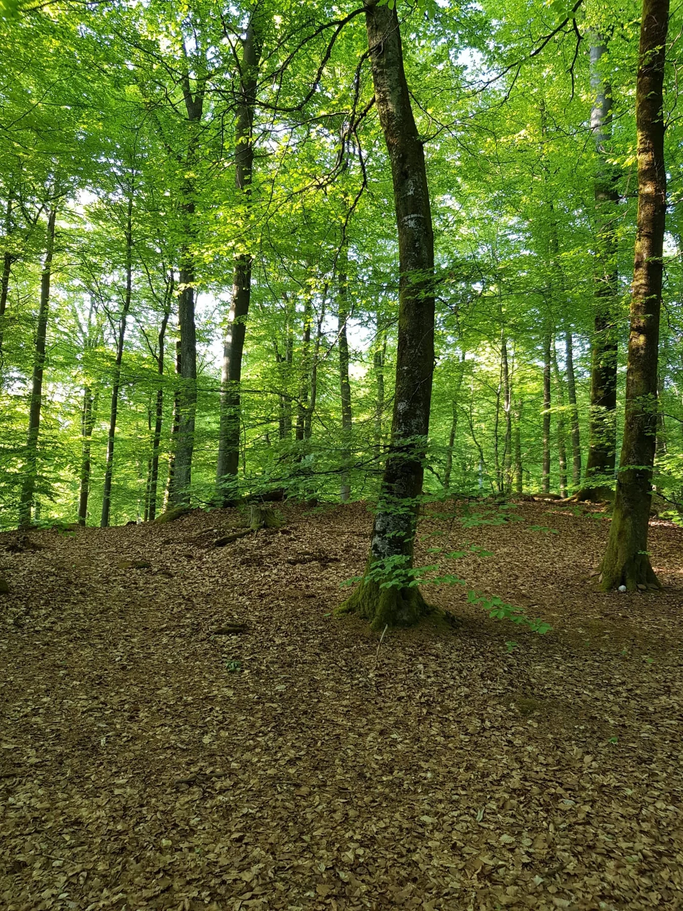Grüner Wald in der Umgebung
